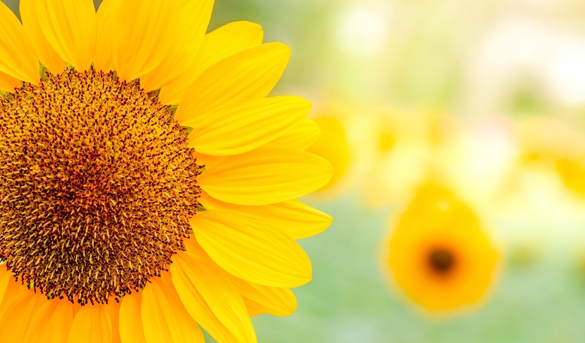 Stap in de Stroom van Overvloed